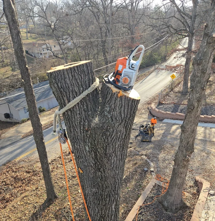 A chainsaw rests on a tree stump, with ropes and safety equipment visible