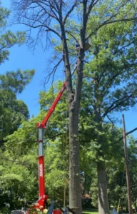 A red Teupen spider lift with an extended boom reaching high into a large tree for maintenance